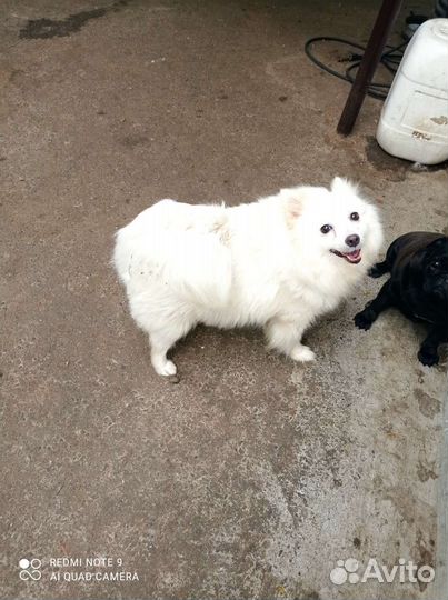 Немецкий шпиц девочка