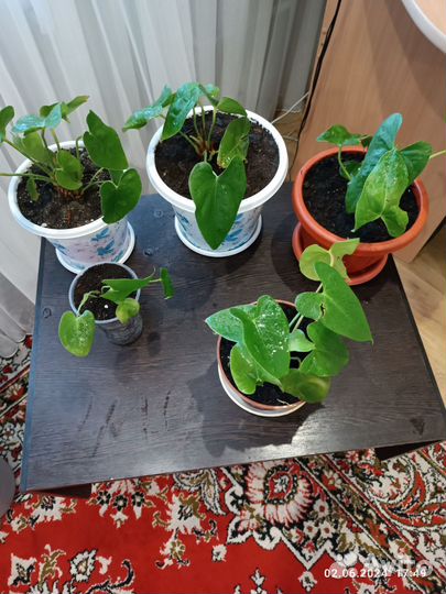 Антуриум, мужское счастье