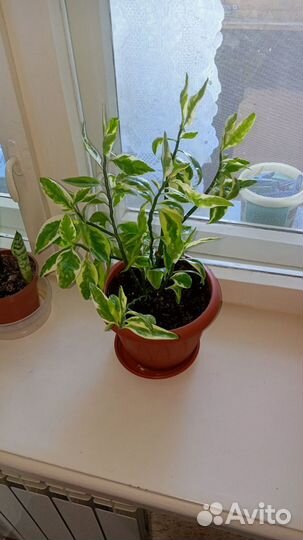 Комнатные цветы