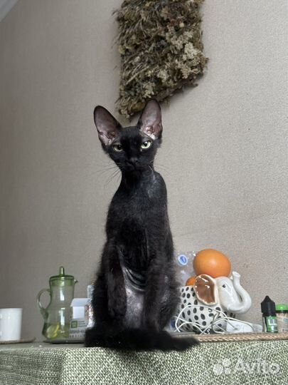 Котята сфинкс