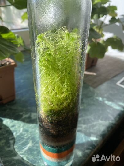 Флорариум закрытый с живым мхом