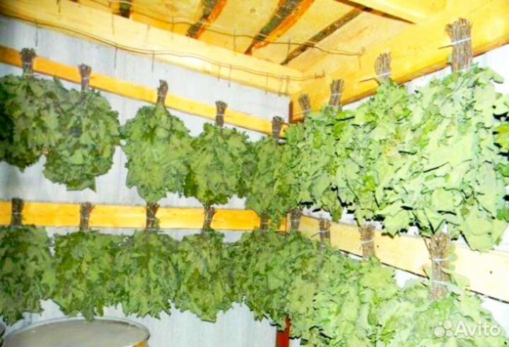 Дубовые веники для бани