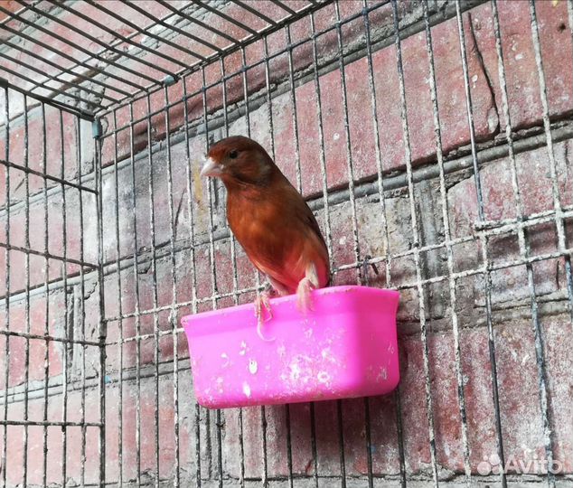 Кенар красно-палевый