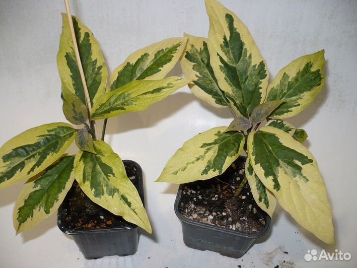 Редкие клеродендрумы