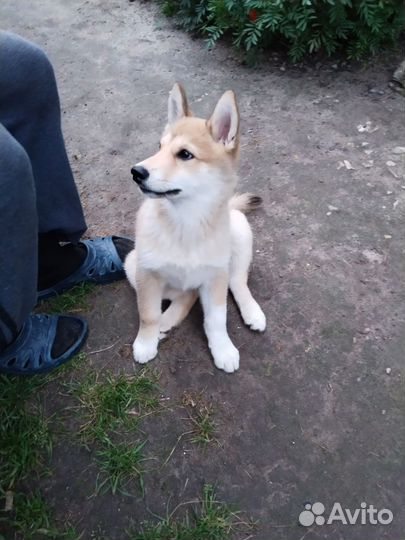 Западно сибирская лайка, щенки