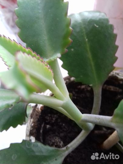 Каланхое лечебное