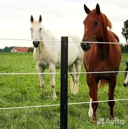 Электроизгородь. Защита пасеки