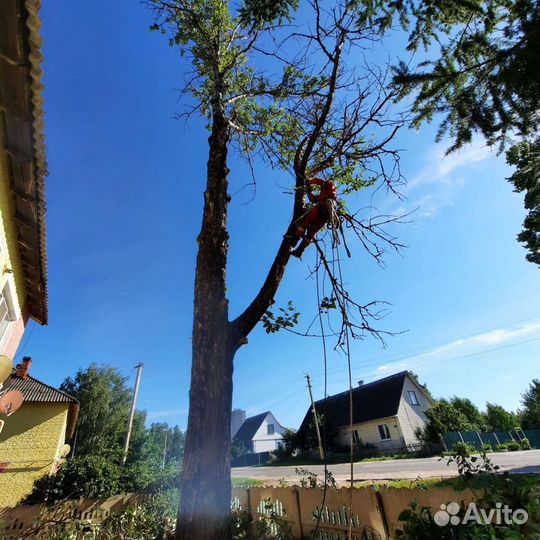 Спил деревьев