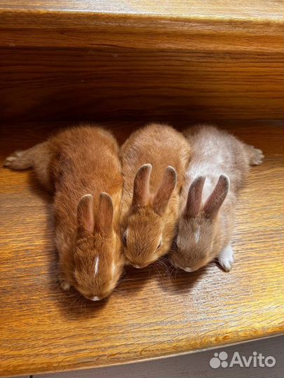 Карликовый кролик