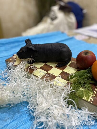 Морские свинки