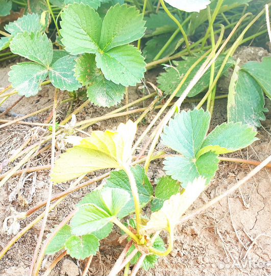 Рассада клубники, саженцы