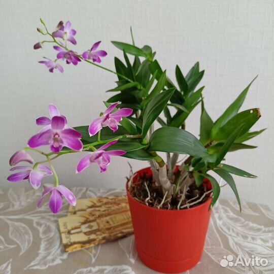 Орхидея дендробиум