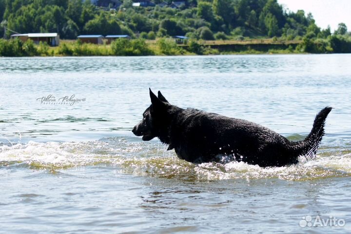 Кобель для вязки