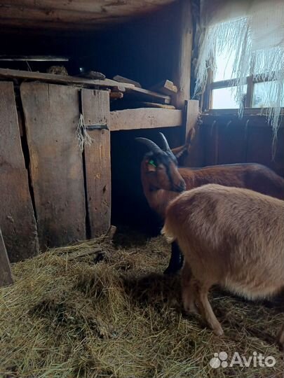 Два козла (7 месяцев) чешский и обычный