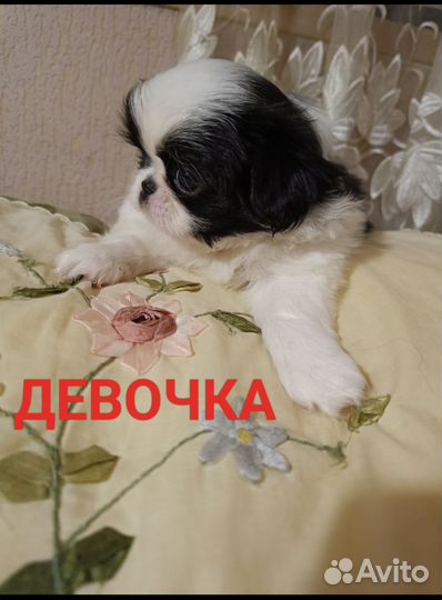 Щенки японский хин