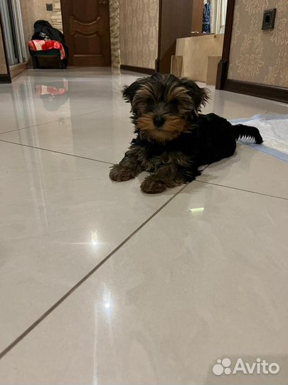 Йоркширский терьер щенки стандарт