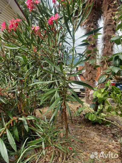 Алеандр большой куст