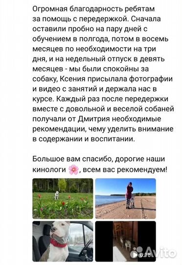 Дрессировка и Передержка собак