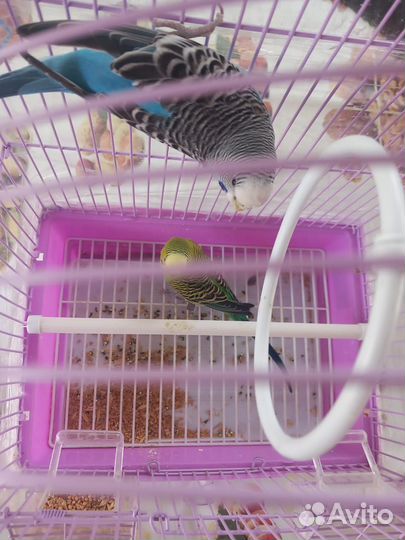 Волнистый попугай с клеткой мальчик и девочка