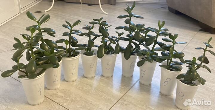 Толстянка,крассула,денежное дерево