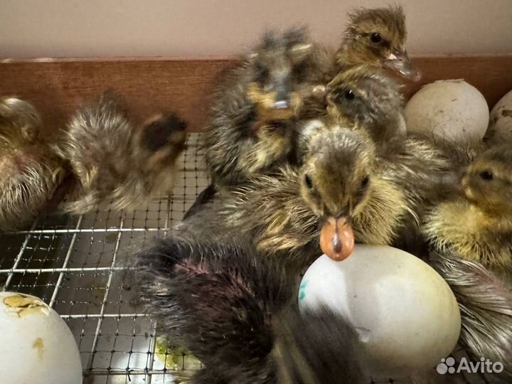 Инкубационное яйцо утки индийский бегунок