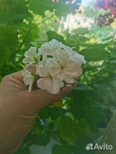 Комнатные цветы герань