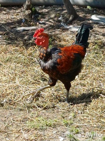 Молодые петухи