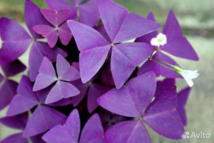 Пахистахисы,белопероне,кислицы,хойи и др