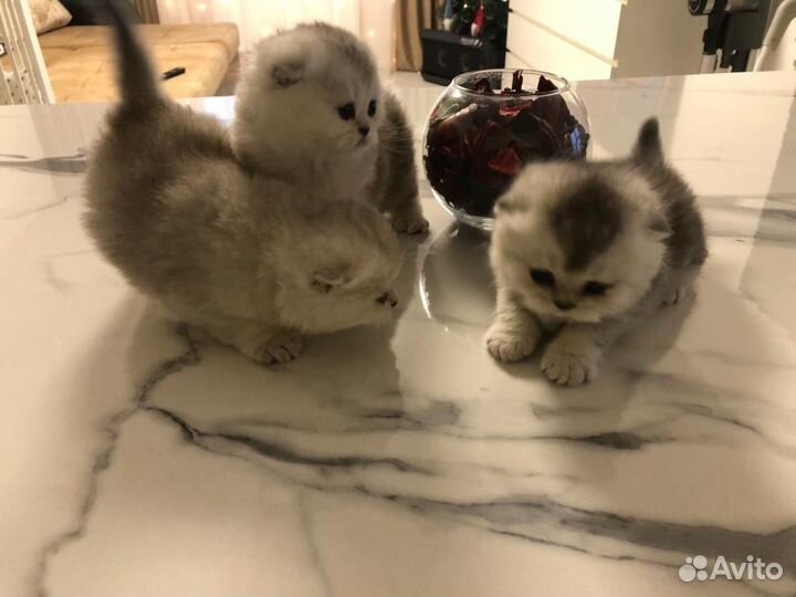 Шиншиллы кошки