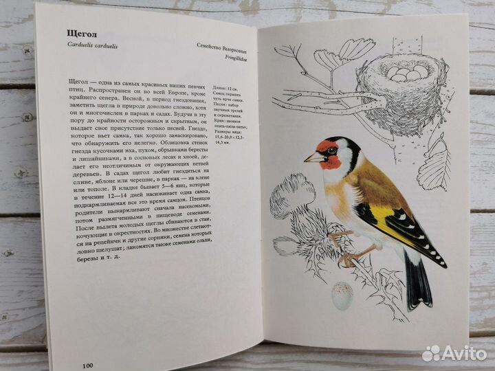 Иллюстрации птиц в винтажной книге