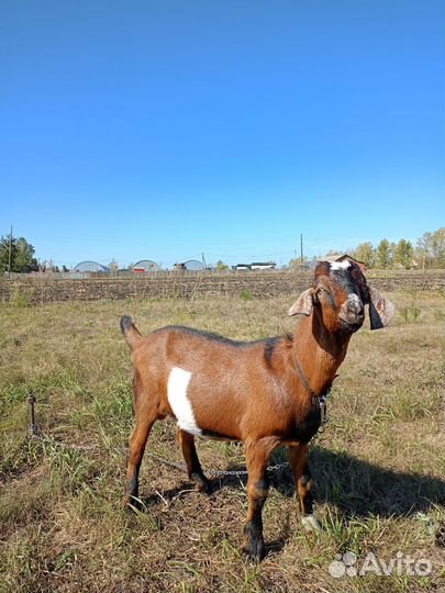 Козёл нубииц