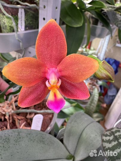 Не цветет. Meiderland Chambe. Орхидея