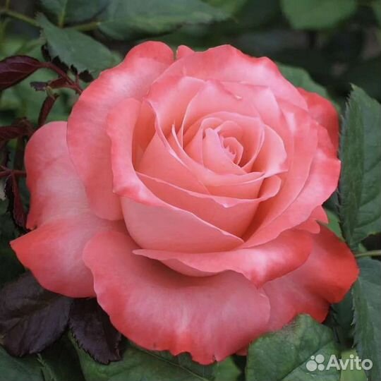 Саженцы роз