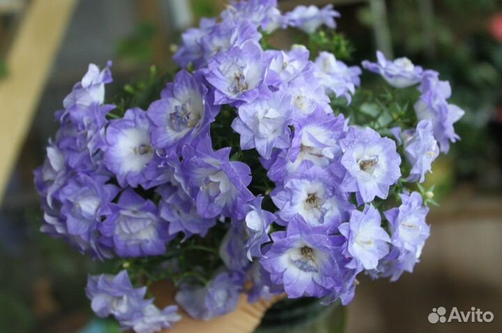 Кампанула