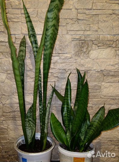Сансевиерия