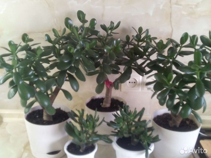 Толстянка Классика + Хоббит