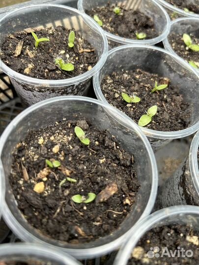 Экзотические плодовые растения