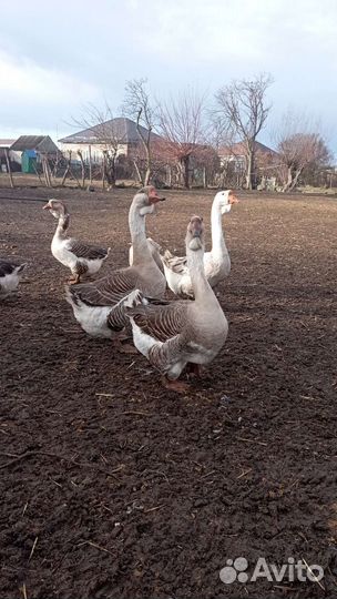 Холмогорские гуси и яйца