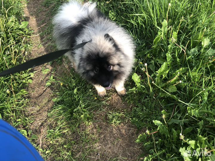 Животные вязка