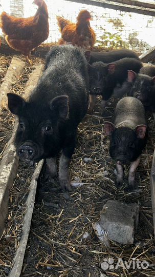 Вьетнамские поросята