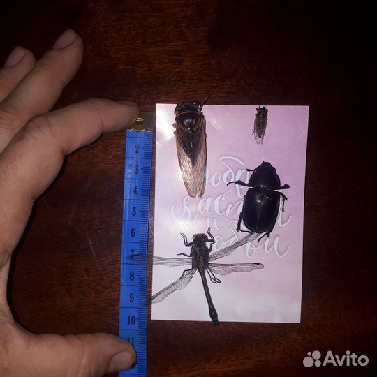 Насекомые сушеные,одним лотом