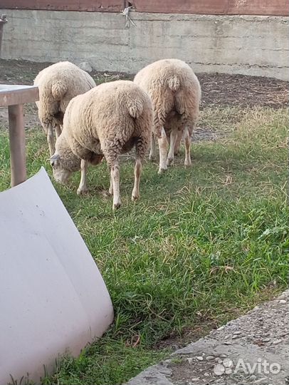 Овцы бараны