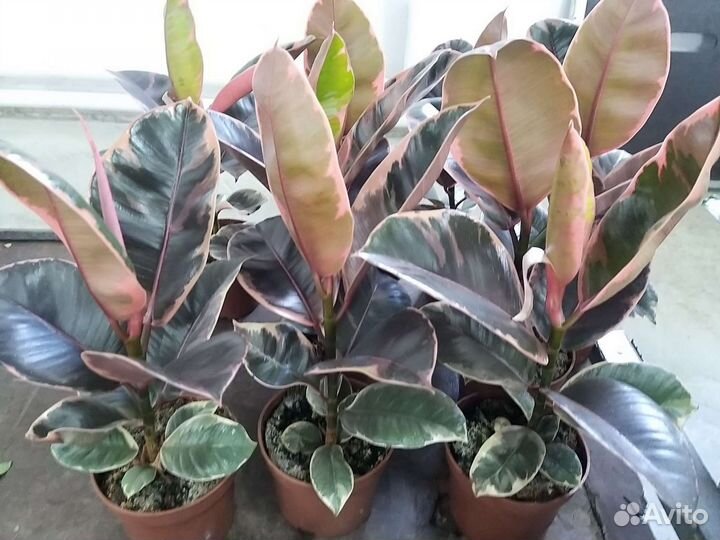 Фикус эластика Белиз