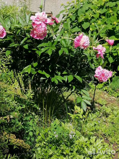 Пион травянистый (молочноцветковый)