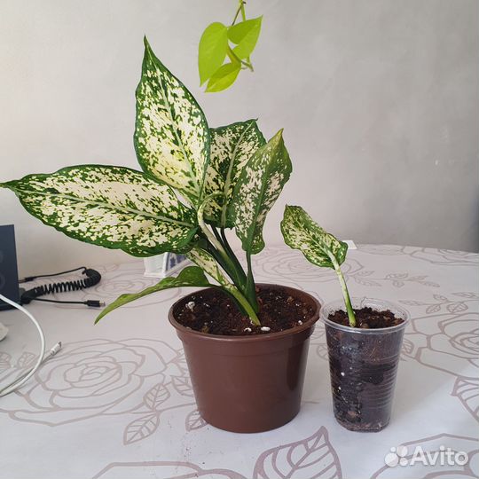 Аглаонема Вайт Киви