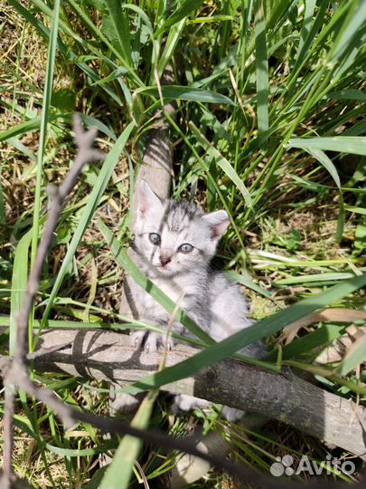 Котята в добрые руки бесплатно