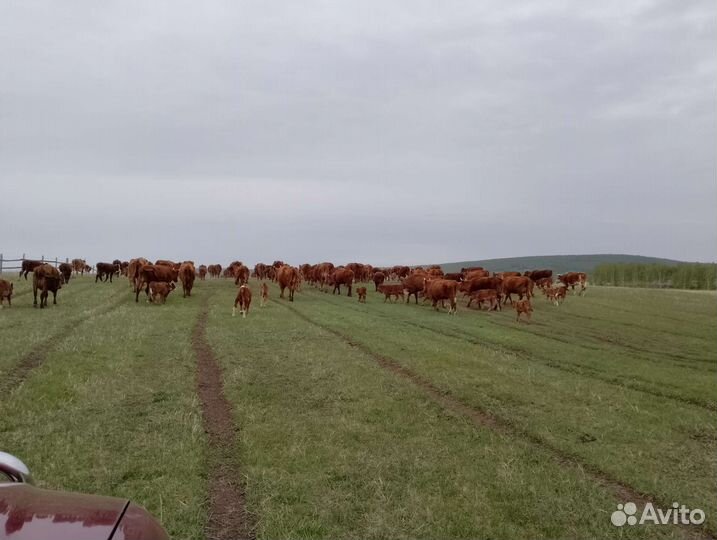 Продажа крс