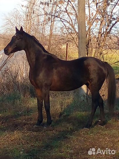 Продаю породистую лошадь