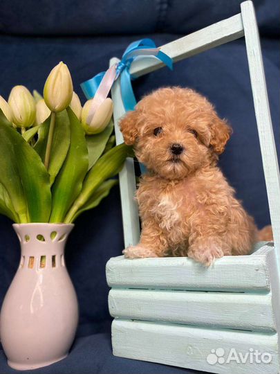 Мальтипу f1 mini