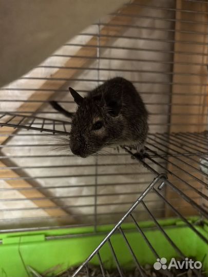 Крысы дамбо и белки дегу